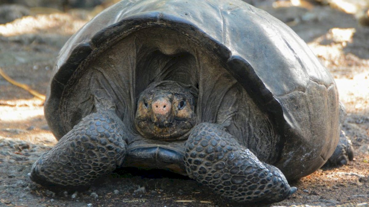 trovata-sull'isola-una-tartaruga-gigante-delle-galapagos-che-si-pensava-fosse-estinta-100-anni-fa