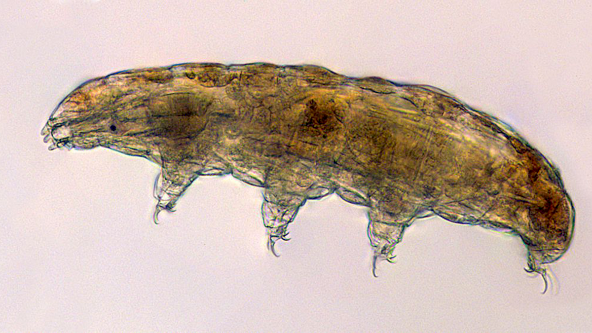 tardigradi-e-calamaretti-vengono-lanciati-nello-spazio-per-la-scienza