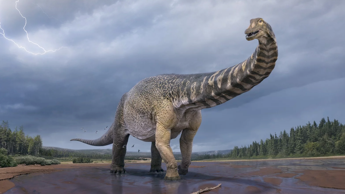 paleontologi-australiani-scoprono-un-nuovo-dinosauro-gigante-e-lo-chiamano-cooper