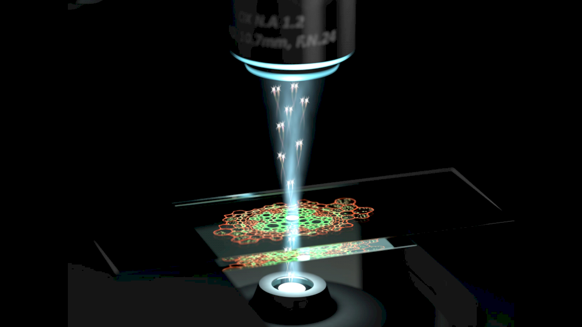 il-primo-microscopio-quantistico-rivela-strutture-cellulari-mai-viste-prima