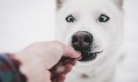 delizie-per-cani-fatte-in-casa-per-regalare-al-tuo-cucciolo-una-sorpresa-autunnale