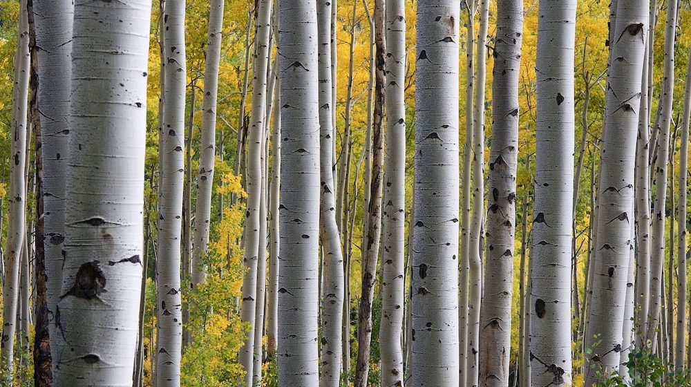 decorazioni-per-la-stanza-fai-da-te:-gli-alberi-di-betulla-portano-la-natura-nel-tuo-salotto