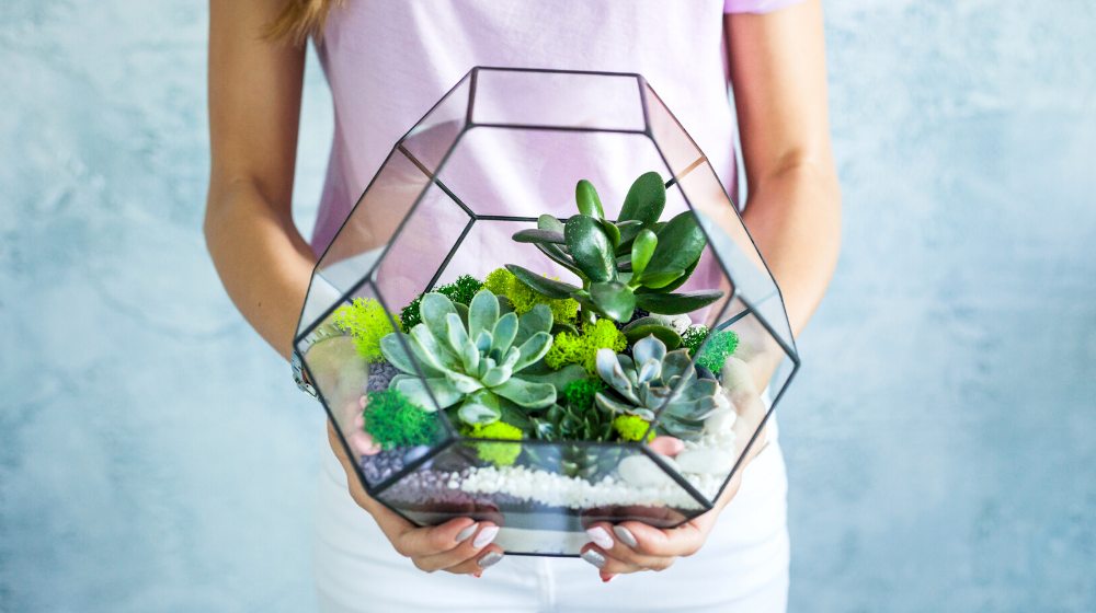 progetti-fai-da-te-per-realizzare-un-terrario-succulento