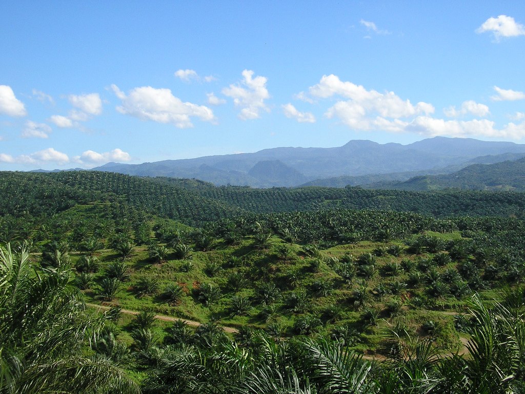 la-malesia-intensifica-la-situazione-di-stallo-con-l'ue-sull'olio-di-palma