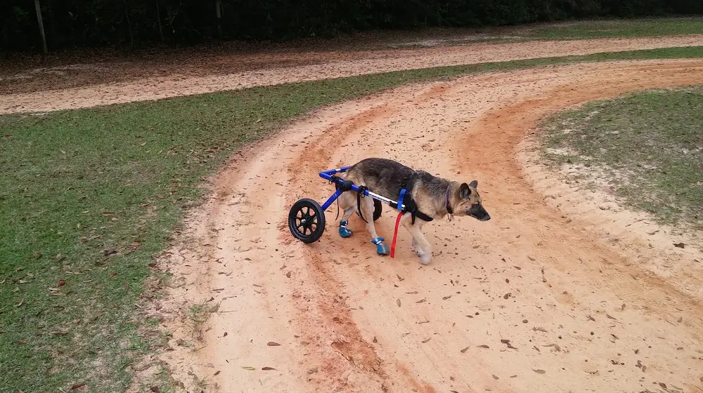 un-uomo-della-california-costruisce-una-sedia-a-rotelle-fai-da-te-per-un-cane-disabile-[video]