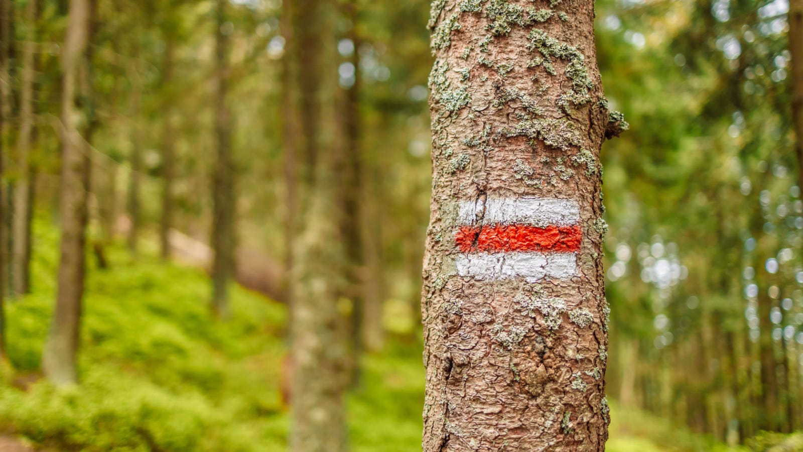 cosa-significa-la-vernice-rossa-sugli-alberi?