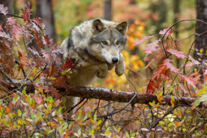 classificazione-degli-animali:-una-tassonomia-per-tutti-gli-esseri-viventi