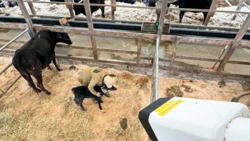 nikon-ha-realizzato-una-fotocamera-con-intelligenza-artificiale-che-rileva-quando-le-mucche-stanno-per-partorire
