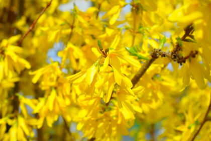 Forsythia