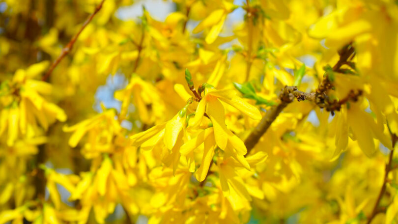 Forsythia